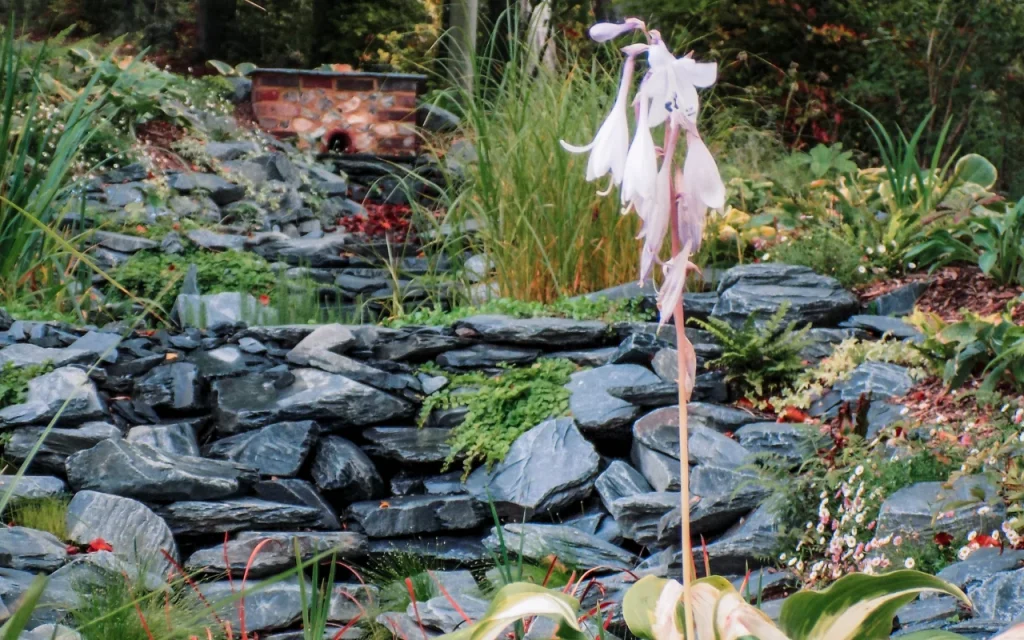 Ponds & Water Features 101